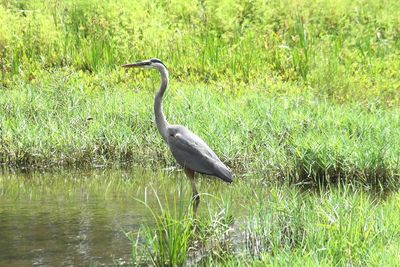 High angle view of gray heron perching on field