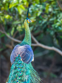 Close-up of peacock perching on plant