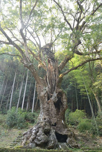 Trees in forest