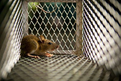 Close-up of cat in cage