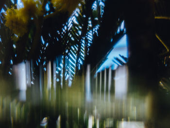 Panoramic shot of illuminated trees at night