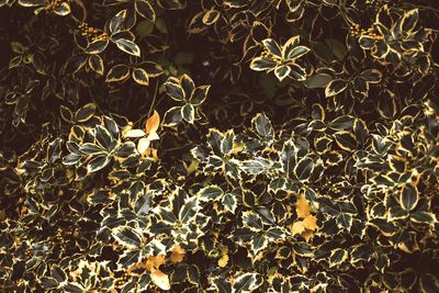 Full frame shot of plants