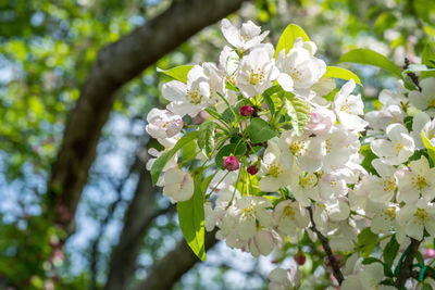 Close-up of white cherry blossom tree