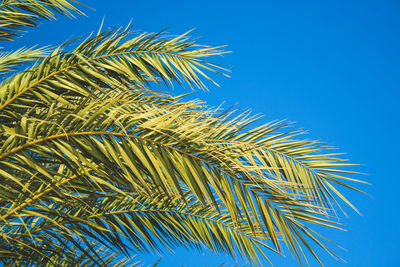 Low angle view of palm tree against blue sky
