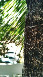 Close-up of tree trunk against sky