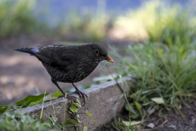 Close-up of bird perching outdoors