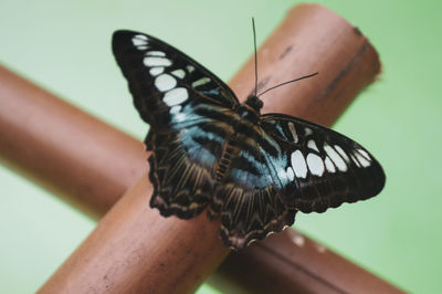 Close-up of butterfly on log