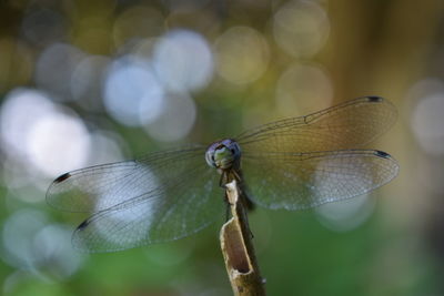 Close-up of dragonfly on twig