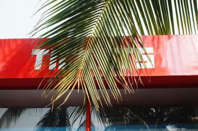 Close-up of palm tree