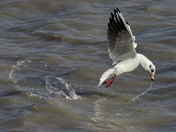 Seagulls flying over sea