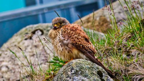 Portrait of owl perching on rock