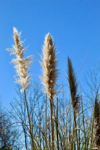 Close-up of stalks against blue sky