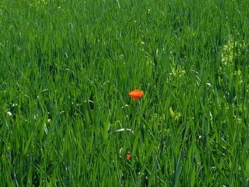 Close-up of poppy growing in field