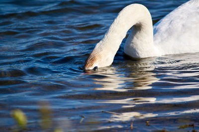 Swan swimming in lake