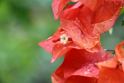 Close-up of wet red rose flower