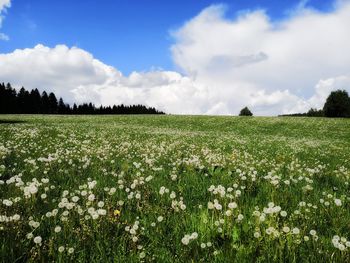 Scenic view of flowering plants on field against sky