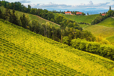 Scenic view of agricultural field