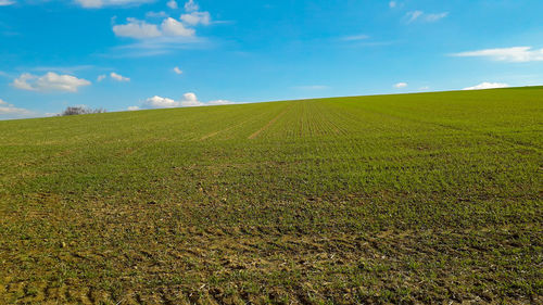 Scenic view of field against sky