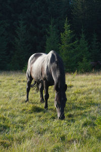 horse