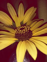 Close-up of yellow flower