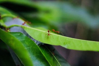 Close-up of ant on leaf