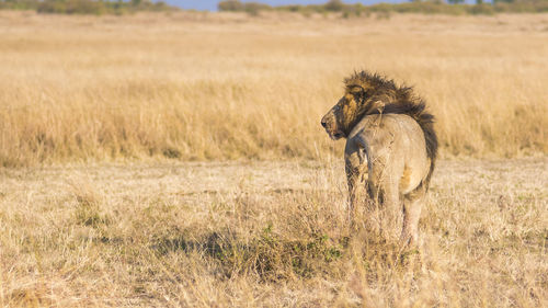 Rear view of lion on field