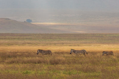 Group of zebras on field against sky during sunset