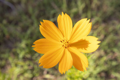 Close-up of yellow flower against blurred background