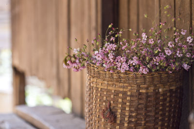 Close-up of purple flowers