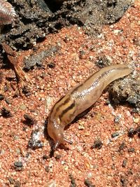 High angle view of insect on rock