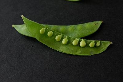 High angle view of green leaves on table