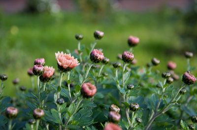 Close-up of flowering plants