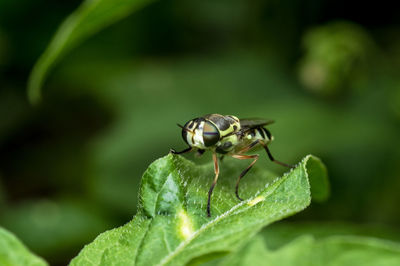 Close-up of insect on plant