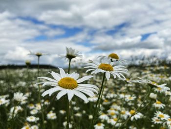 Close-up of white flowering plant against sky