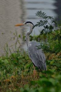 A grey heron looking at the marina bay