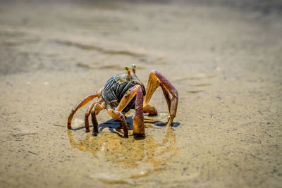 Close-up of crab on sand at beach