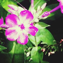 Close-up of pink flowers