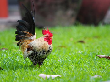 View of rooster on land