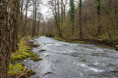 Stream flowing amidst trees in forest