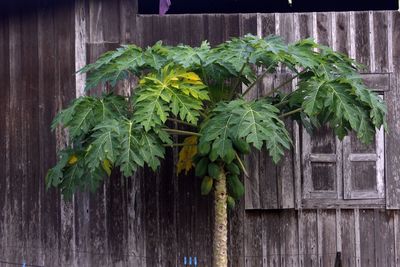 Close-up of fresh green leaves hanging on wood