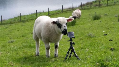 Sheep grazing on grassy field