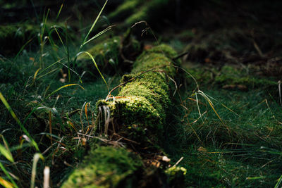 Close-up of plant growing on field