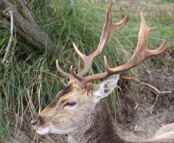 Close-up of deer