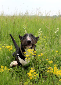 Black and bridle english bull terrier crawling in a meadow 