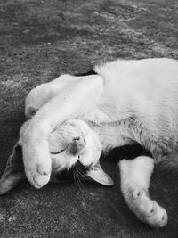 High angle view of a dog sleeping