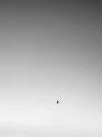 Low angle view of bird flying in sky