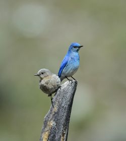 Close-up of bird perching on tree