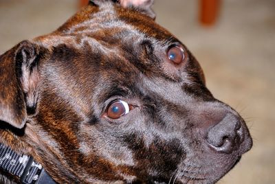 Close-up portrait of dog