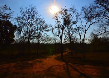 Trees in forest against sky during sunset