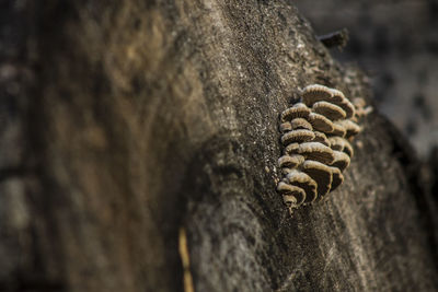 Close-up of lizard on rock